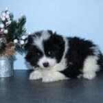 Pomeranian puppy in Pembroke Pines