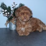 Meet the Poodle in Pembroke Pines