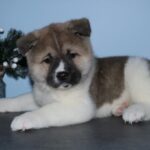 Akita puppy for sale