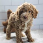 Cockapoo 2nd Gen in Pembroke Pines