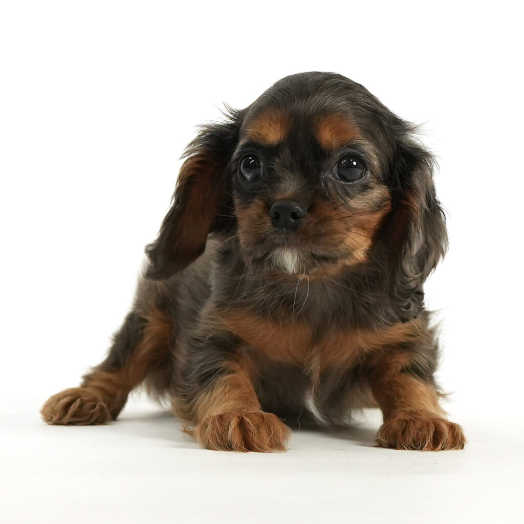 Cavalier King Charles Spaniel puppy for sale