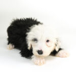 Old English Sheepdog puppy in Pembroke Pines.