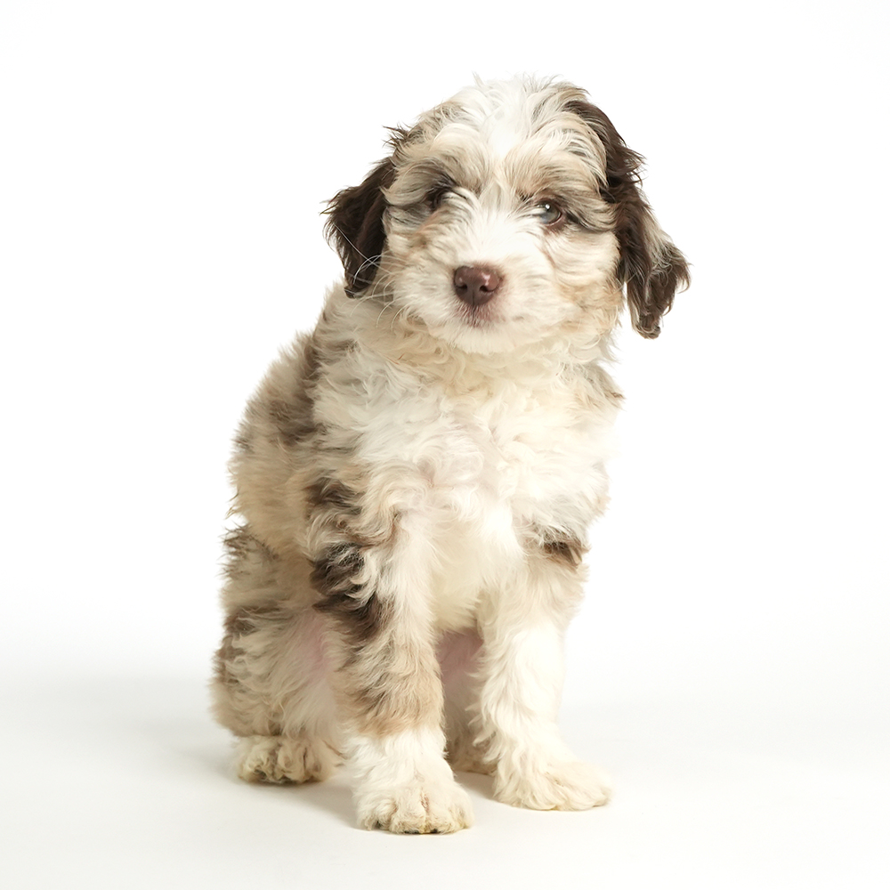 Aussiepoo on Pembroke Pines!