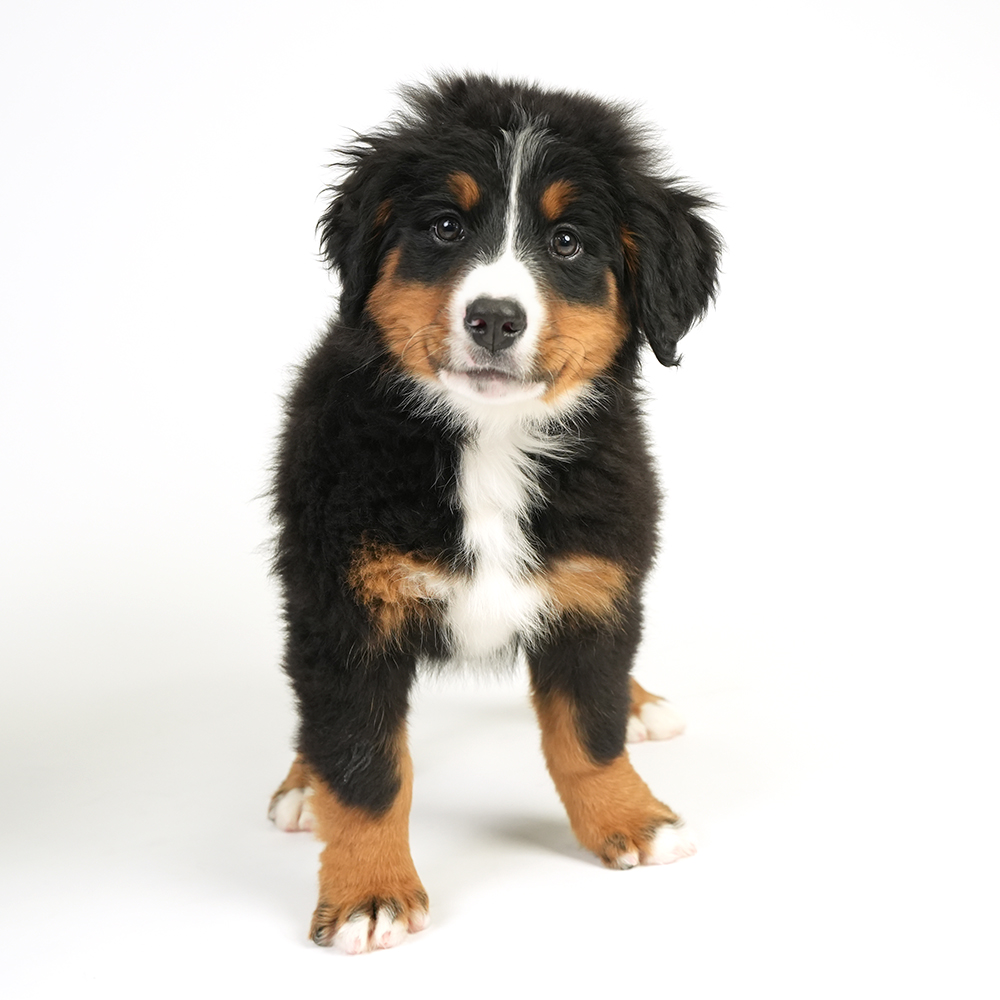 Bernese Mountain Dog in Pembroke Pines