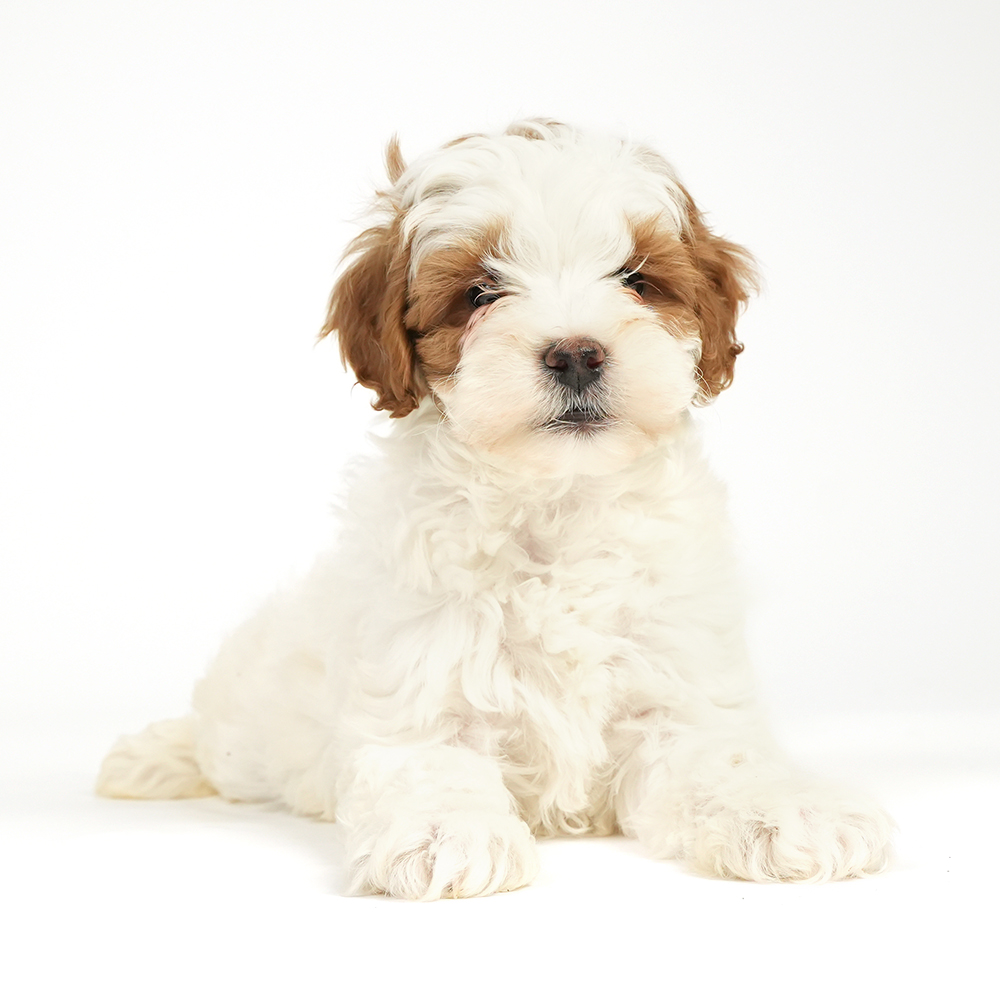 Mini Goldendoodle 2nd gen for sale