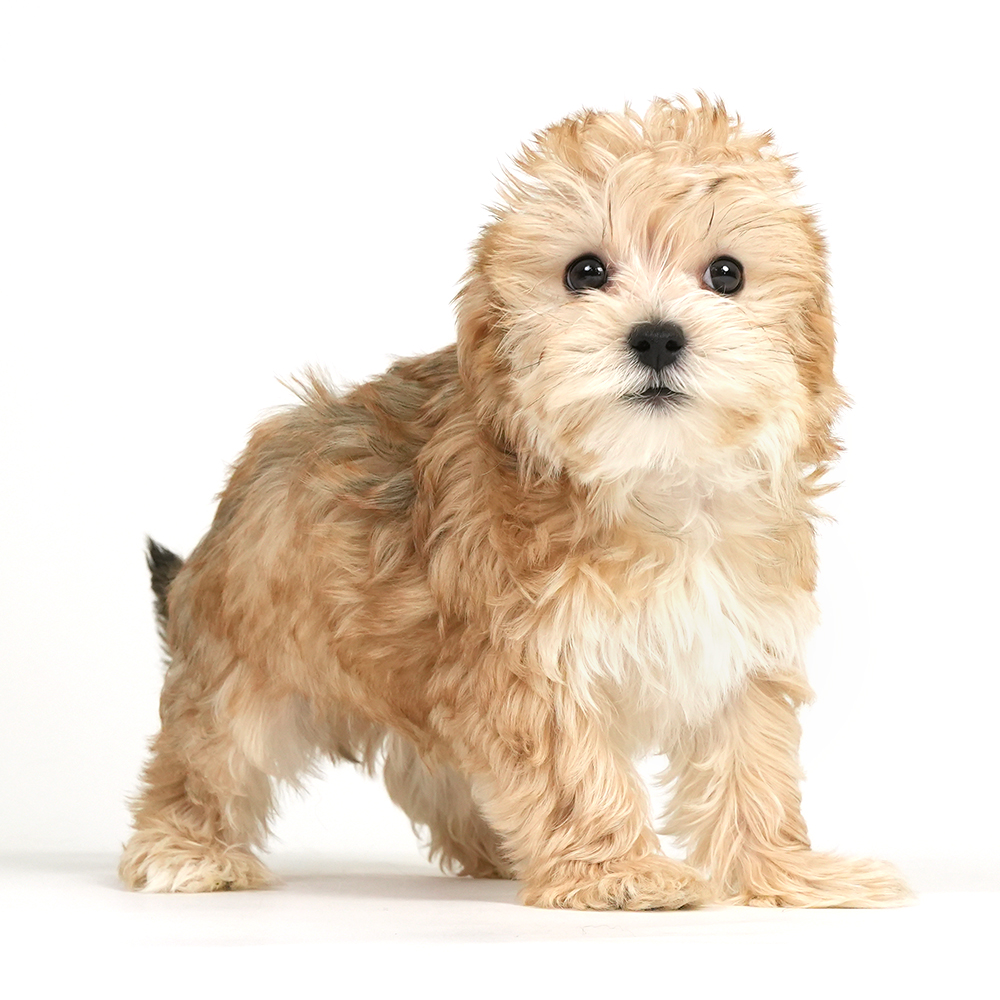 Morkie puppy for sale!