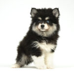 Pomsky puppy for sale