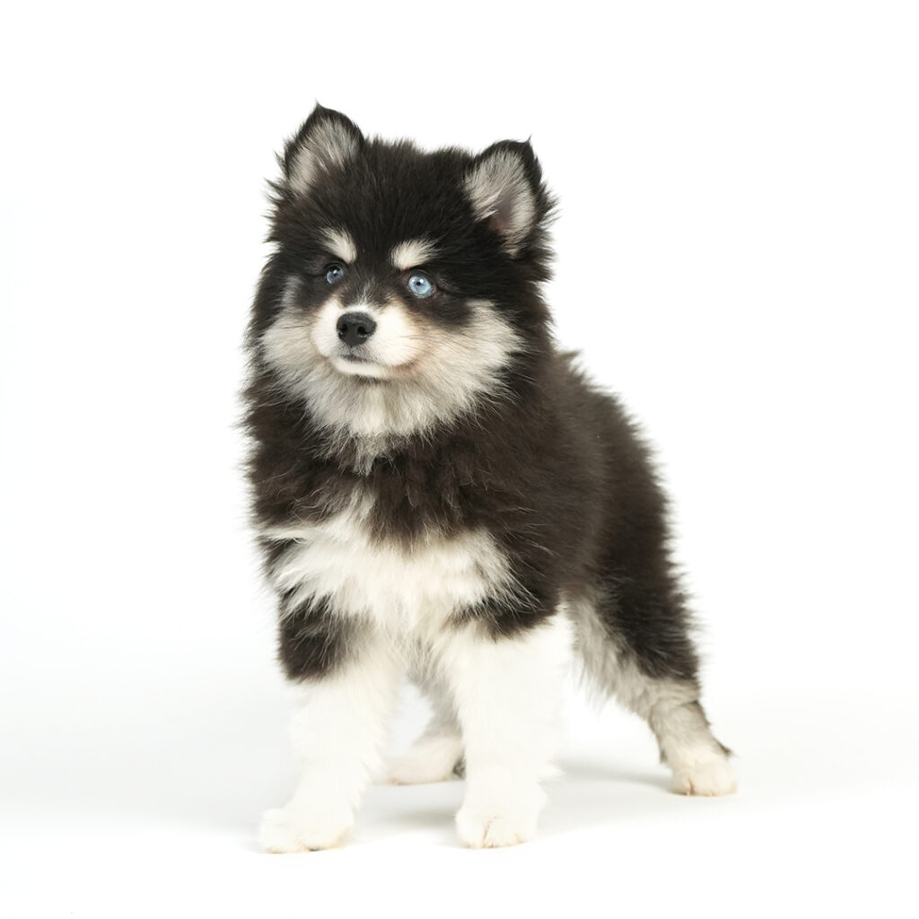 Pomsky puppy for sale