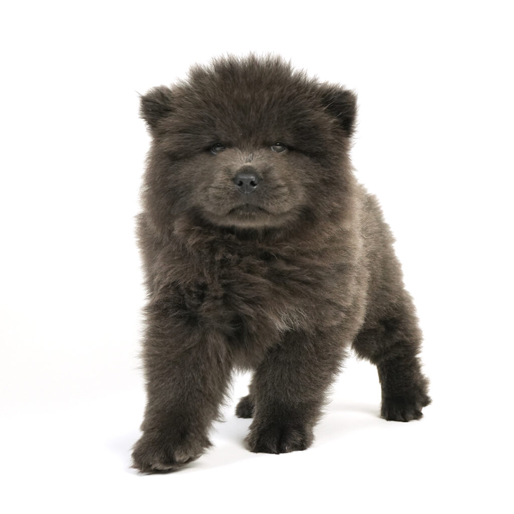 Chow Chow in Pembroke Pines