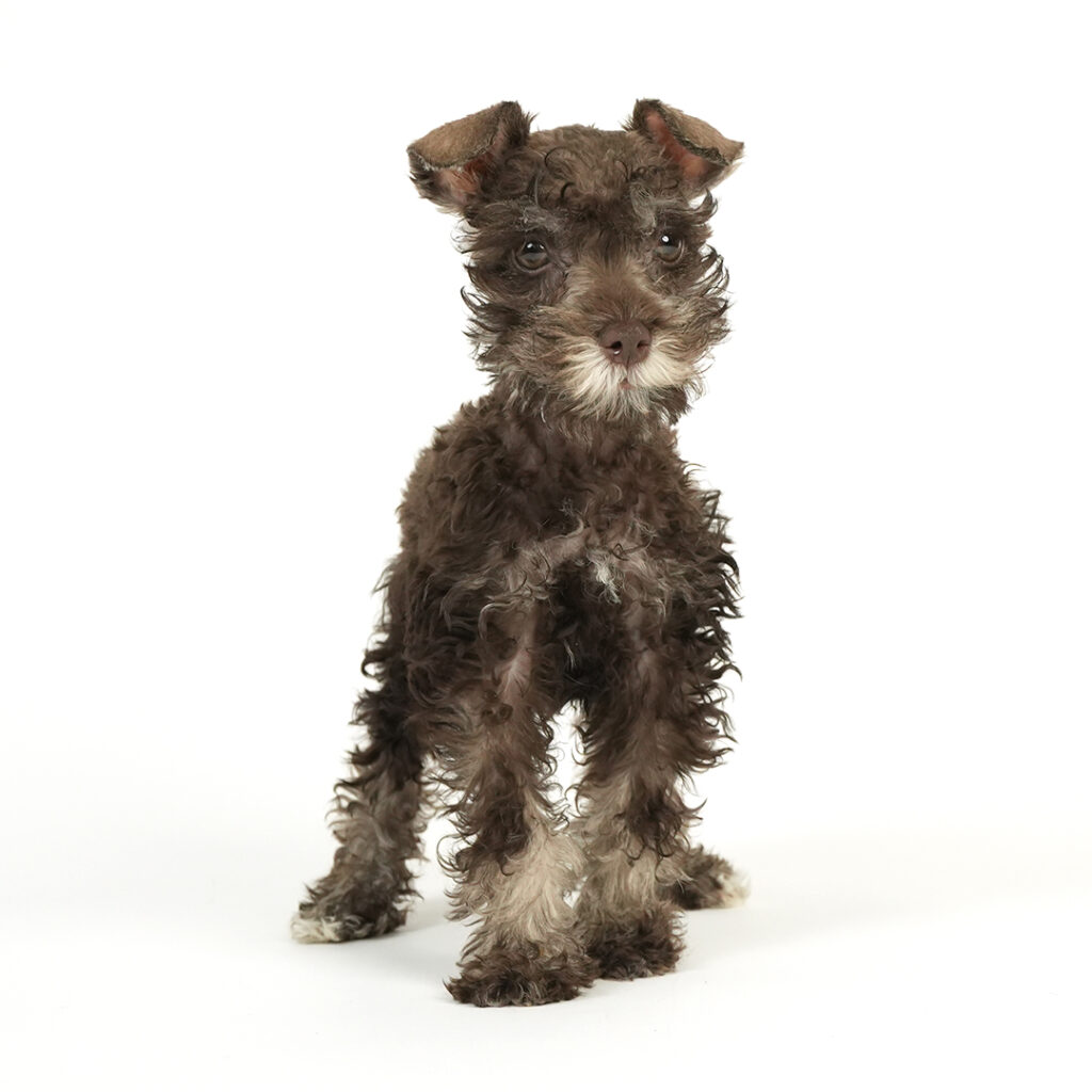 Miniature Schnauzer puppy for sale!