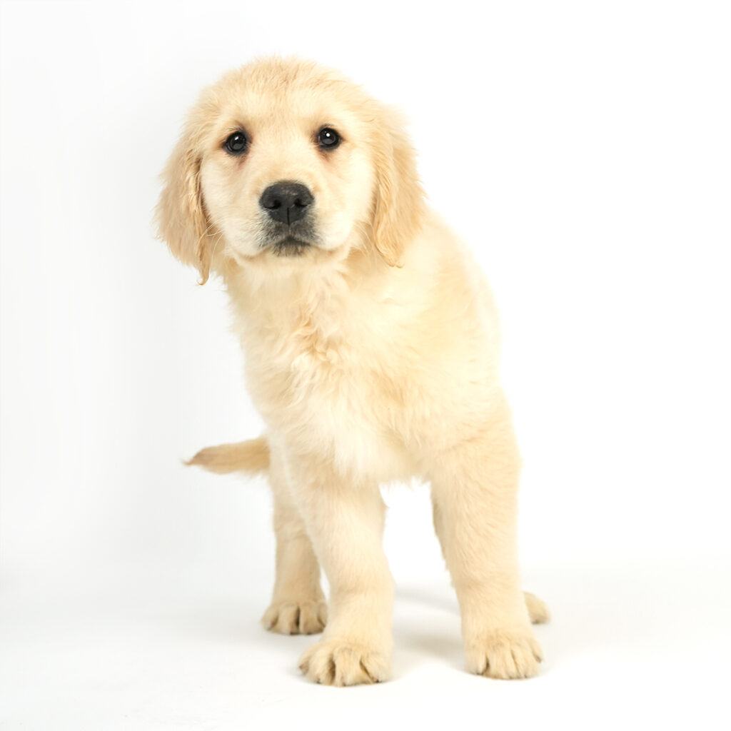 Meet the Golden Retriever in Pembroke Pines