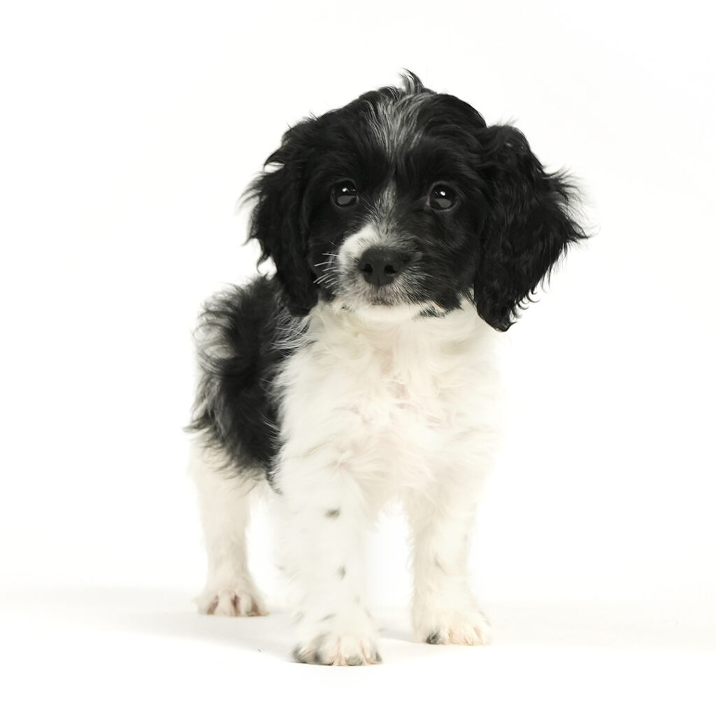 Cavapoo puppy for sale