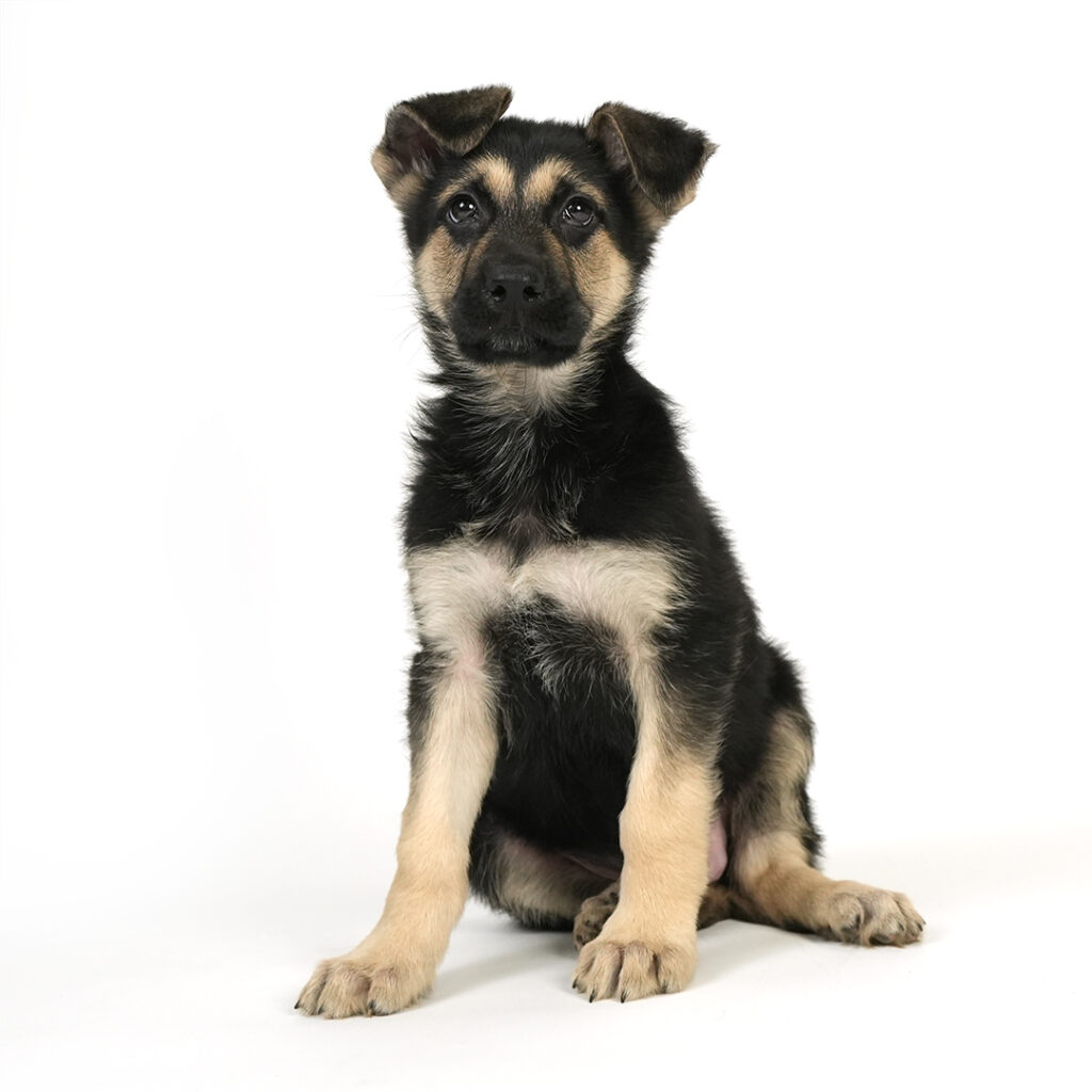 German Shepherd for sale