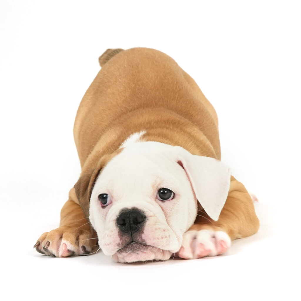 Old English Bulldog puppy for sale