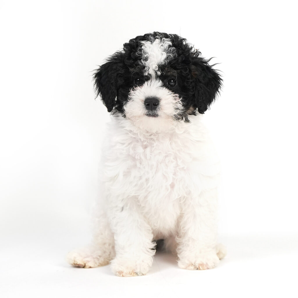 Mini Bernadoodle 2nd Gen in Pembroke Pines