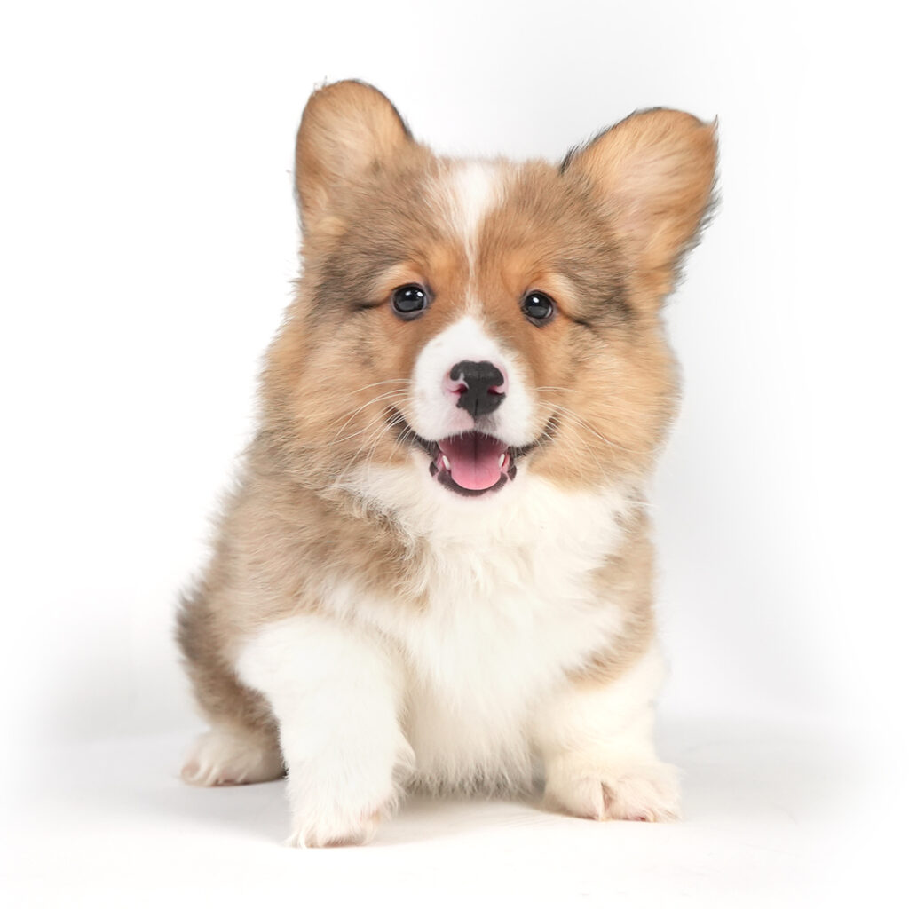 Pembroke Welsh Corgi puppy
