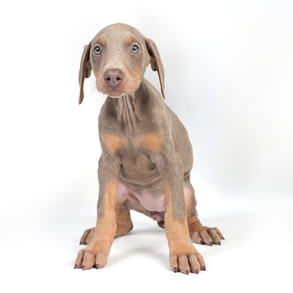 Doberman Pinscher puppy for sale