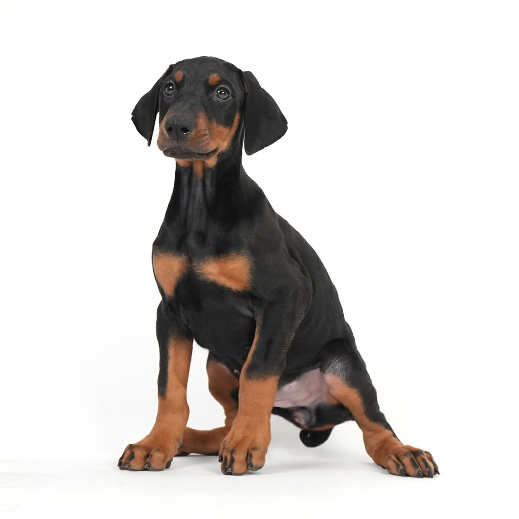 Doberman Pinscher puppy for sale
