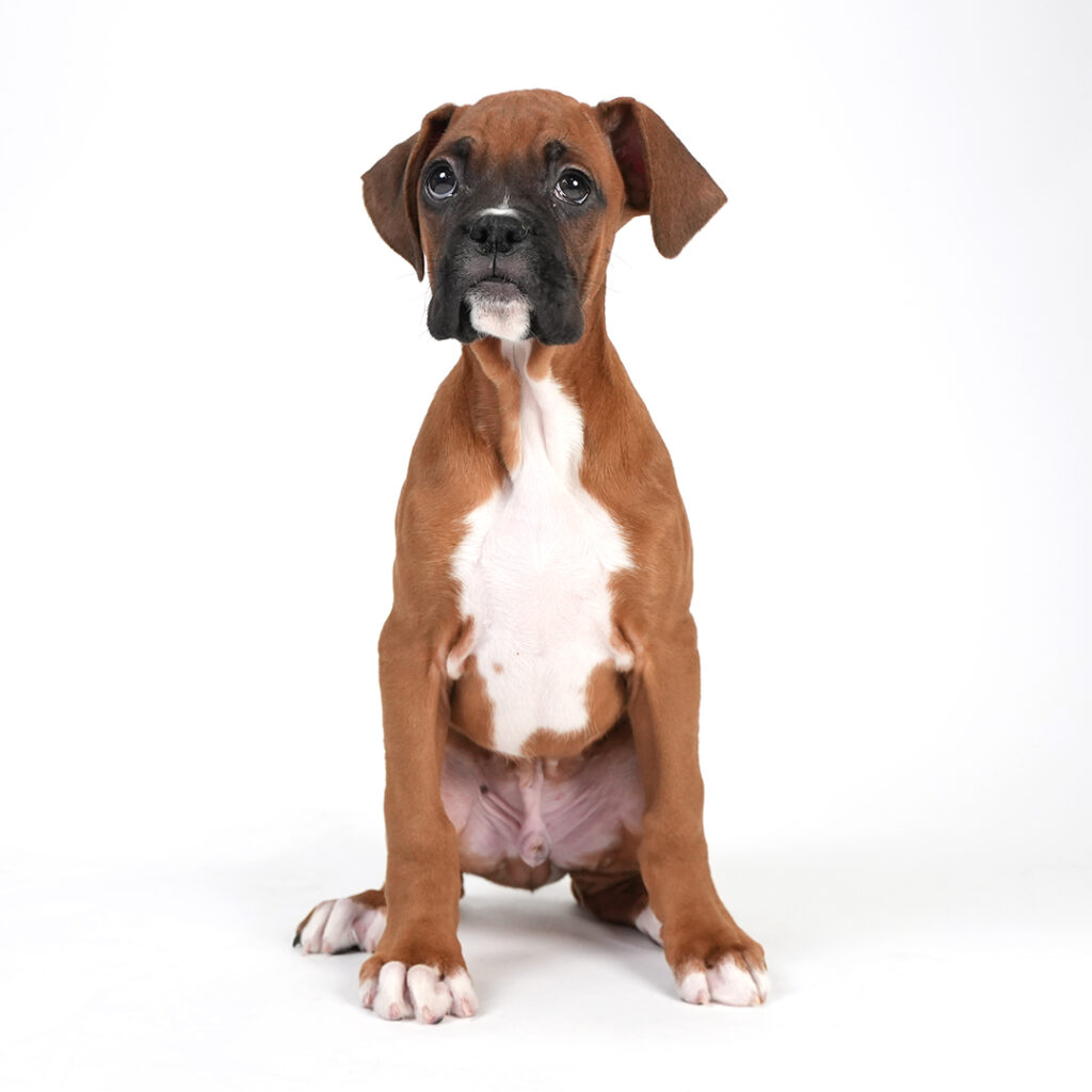 Boxer puppy in Pembroke Pines