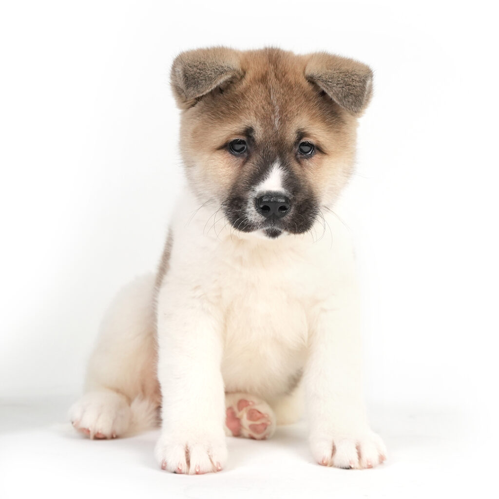 Akita puppy for sale