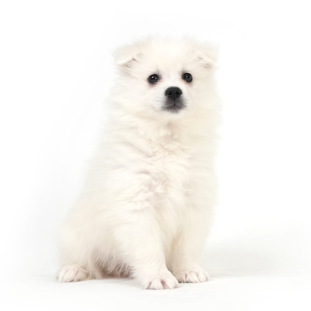 American Eskimo puppy for sale