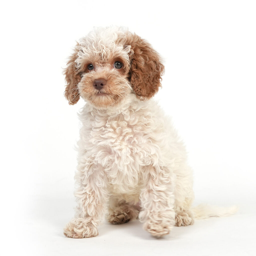 Mini Bernadoodle 2nd Gen in Pembroke Pines