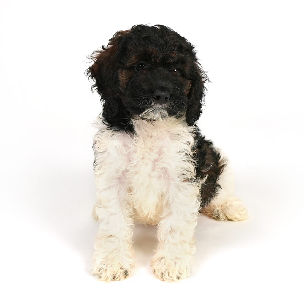 Cockapoo puppy for sale
