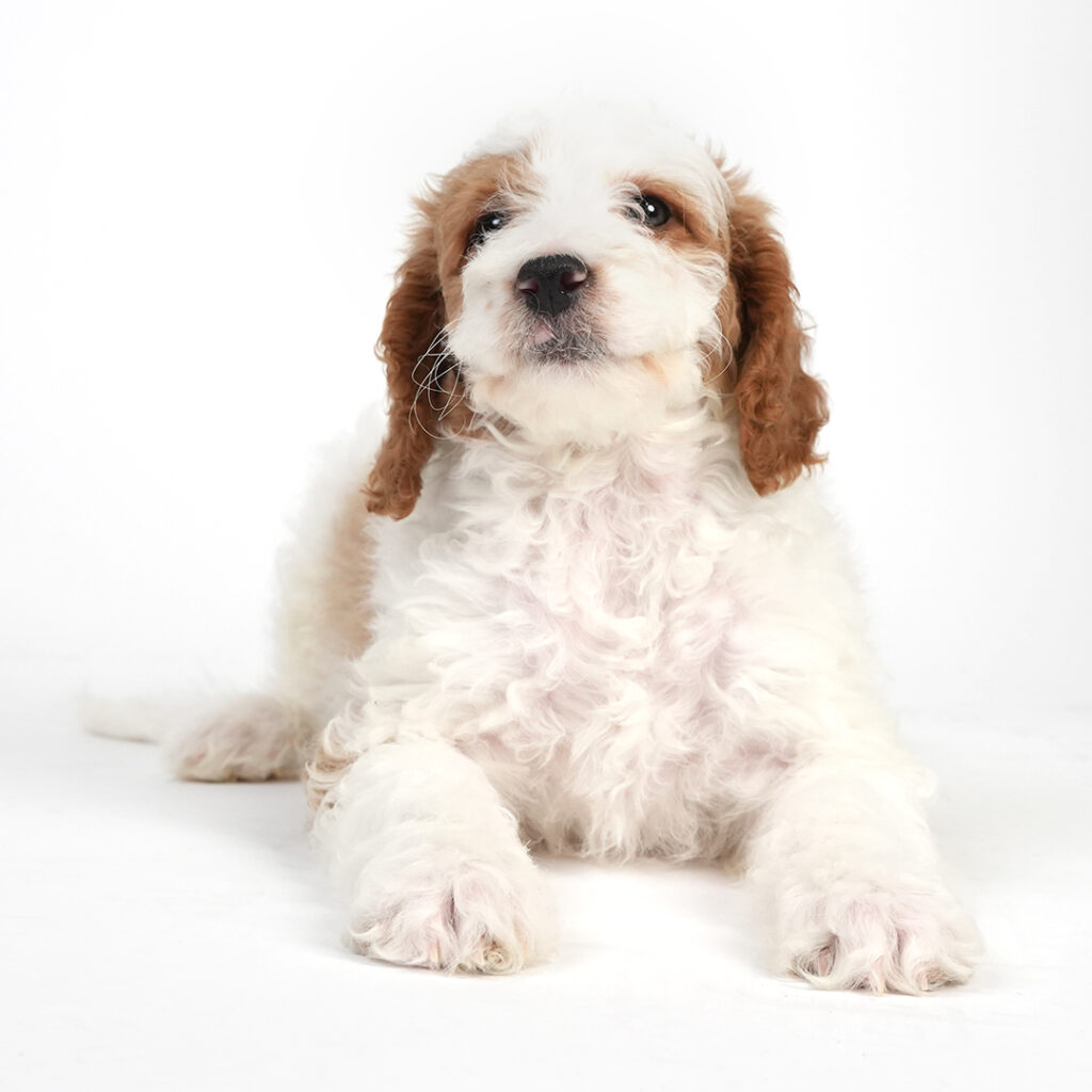 Mini Goldendoodle 2nd gen for sale