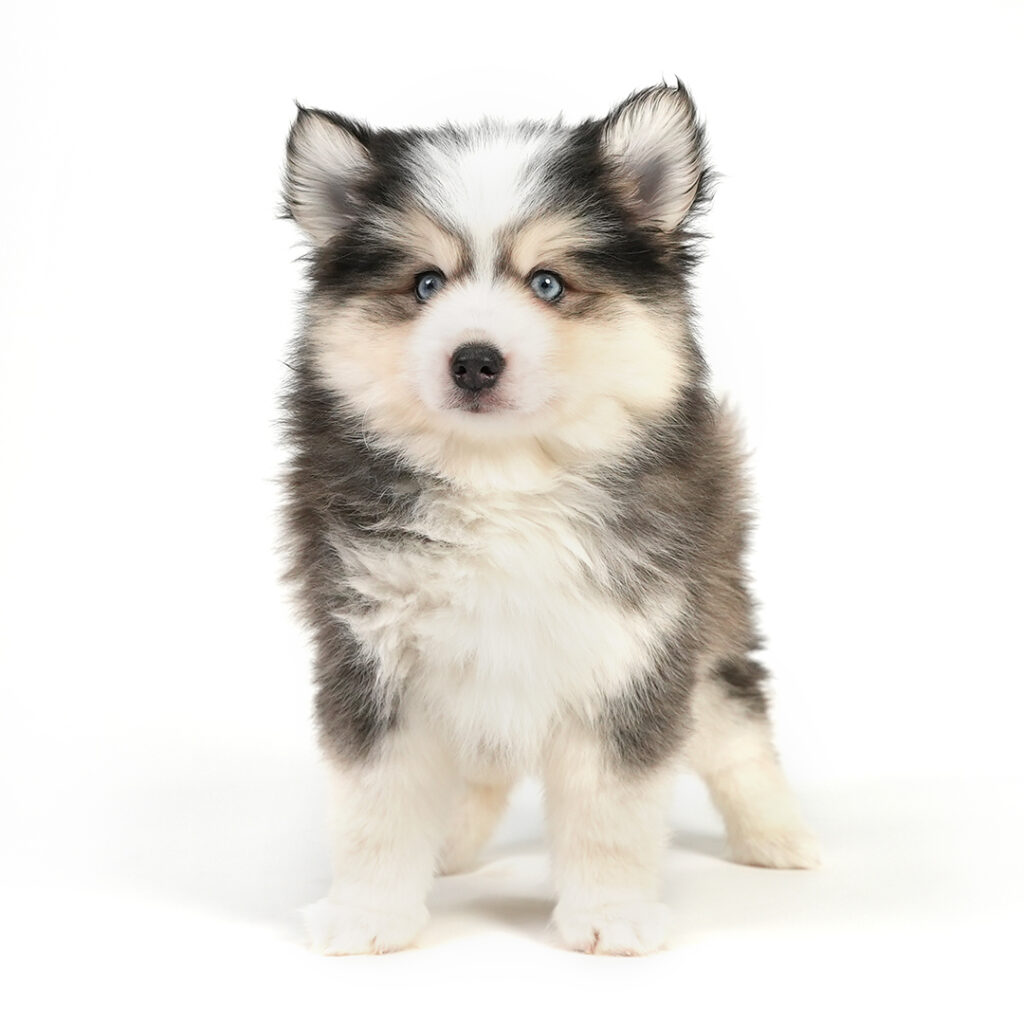 Pomsky puppy for sale