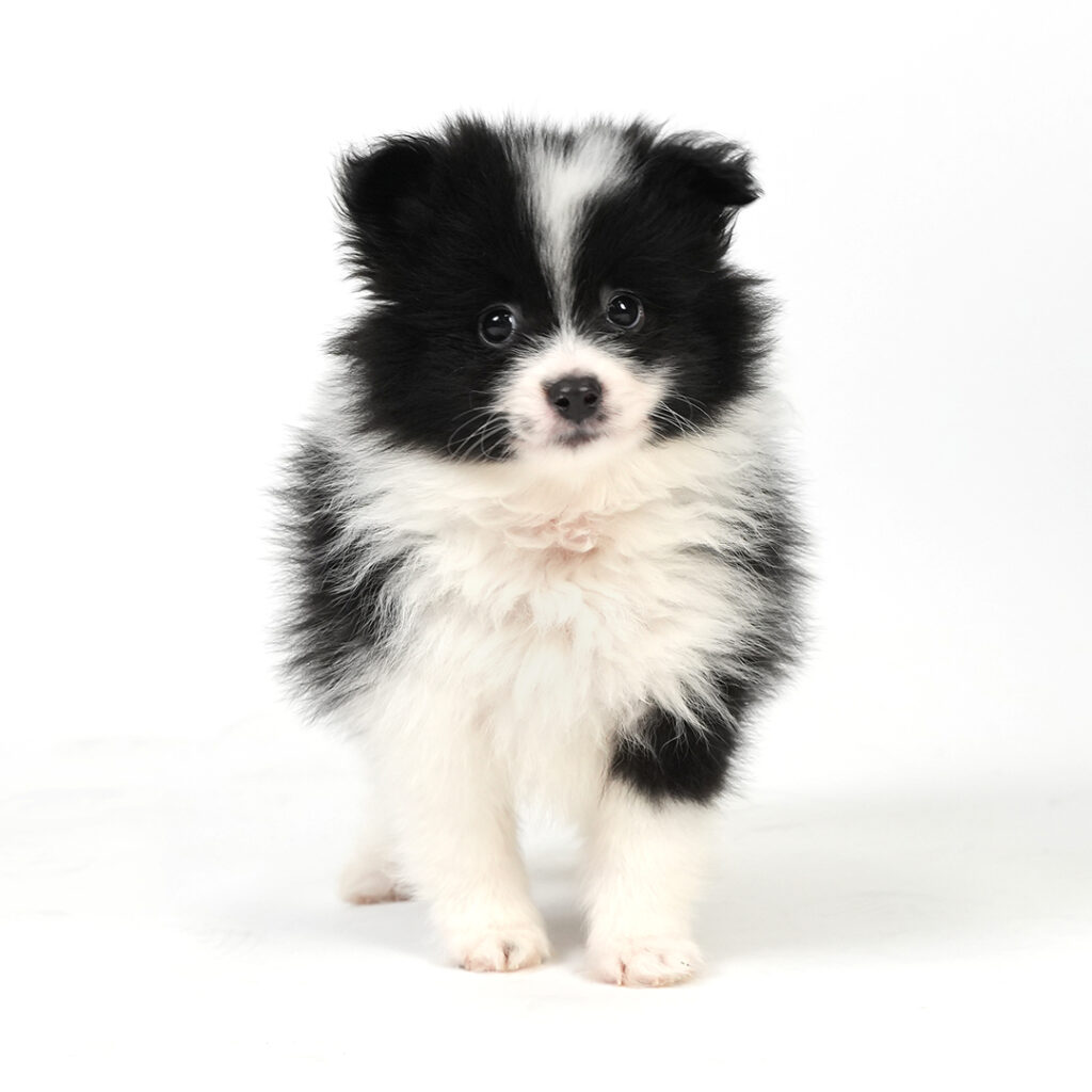Pomeranian puppy in Pembroke Pines