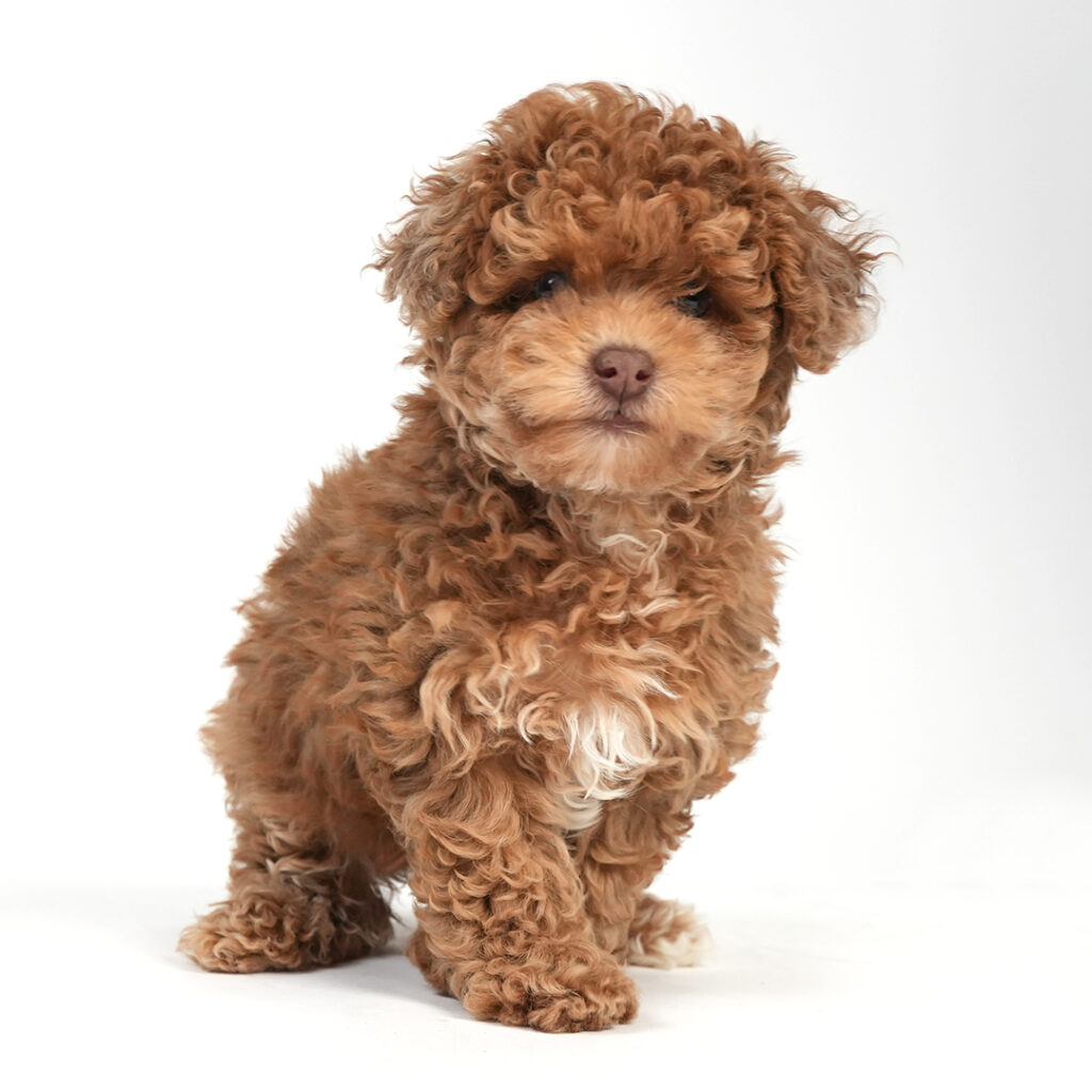 Meet the Poodle in Pembroke Pines
