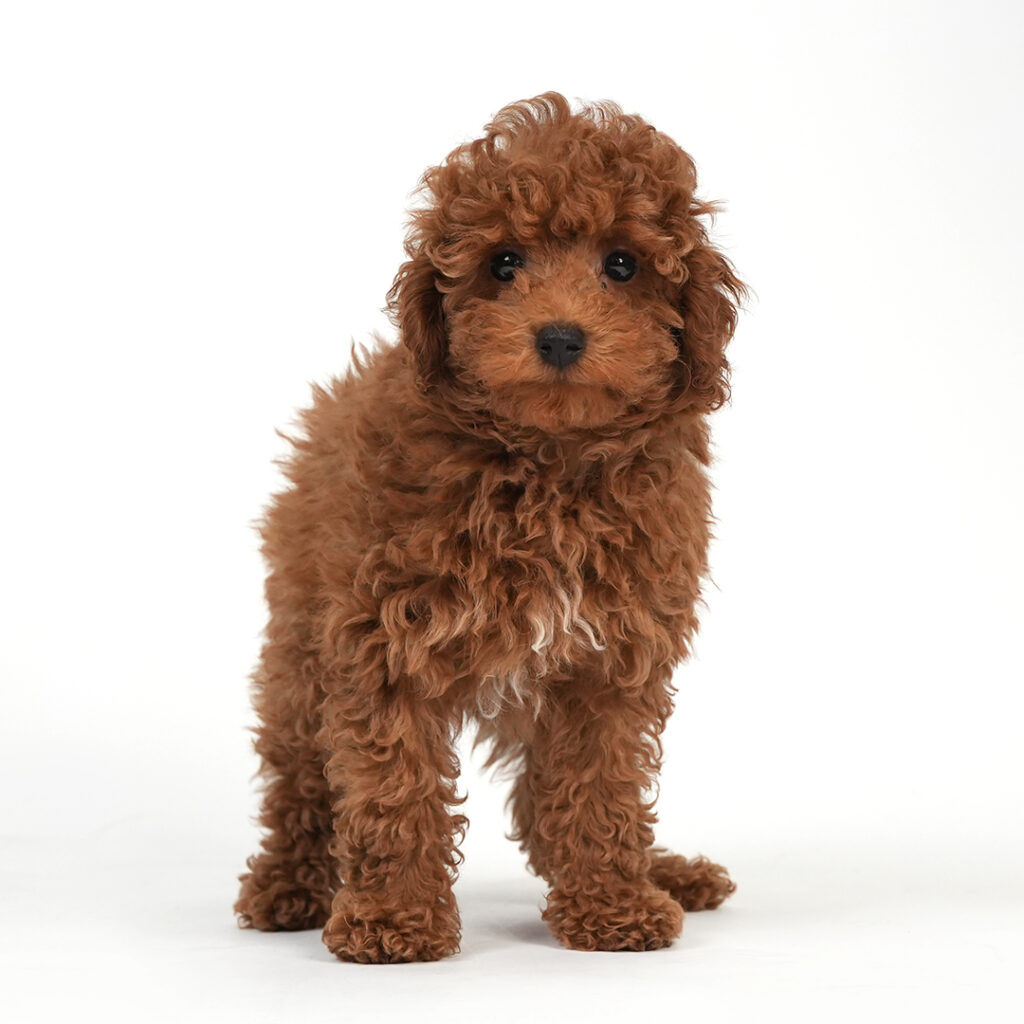 Meet the Poodle in Pembroke Pines