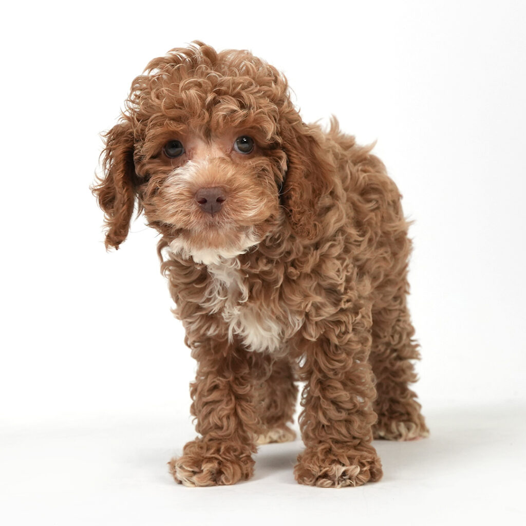 Cockapoo 2nd Gen in Pembroke Pines