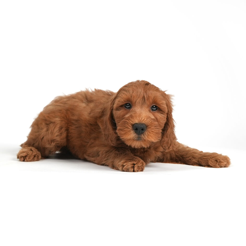 Mini Goldendoodle 2nd gen for sale!