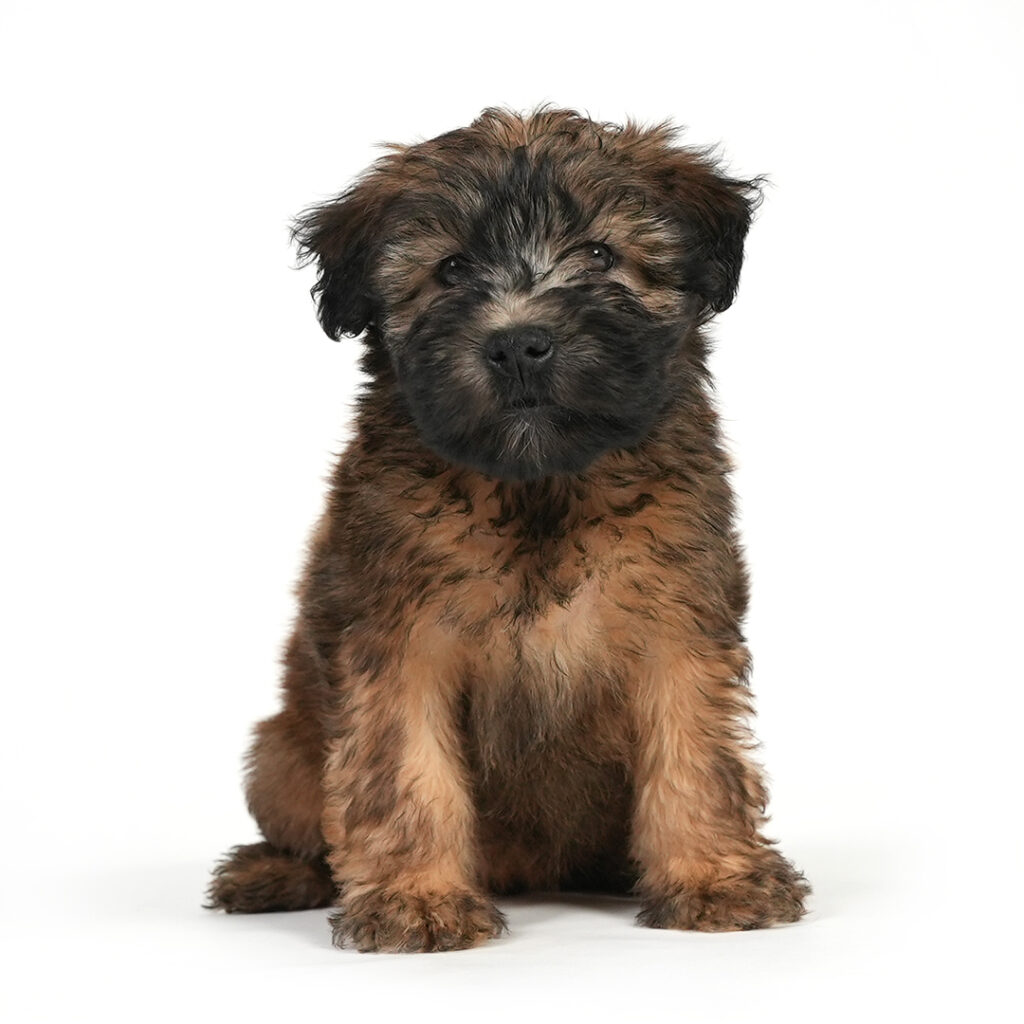 Soft Coated Wheaten Terrier puppy for sale