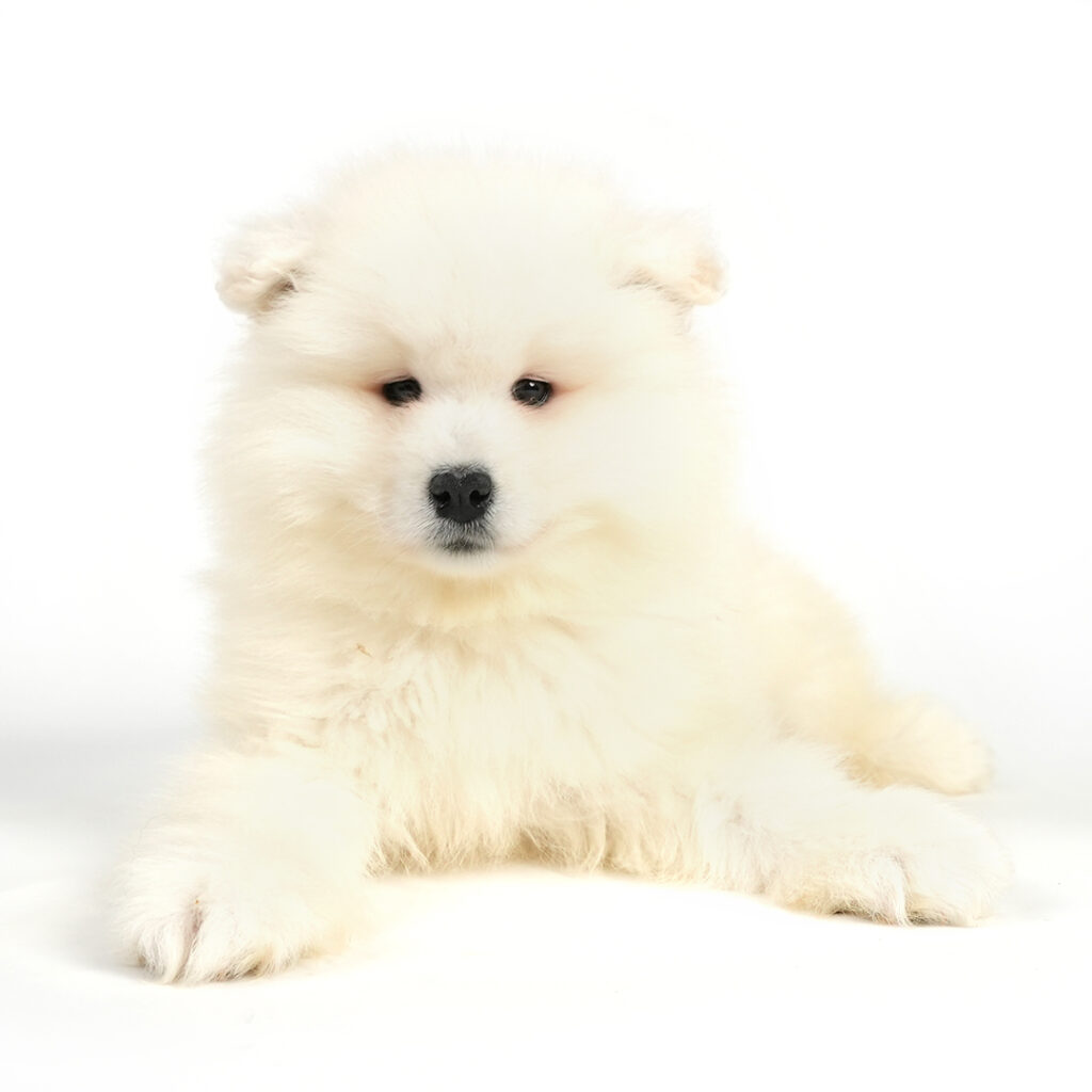 Samoyed puppy in Pembroke Pines!