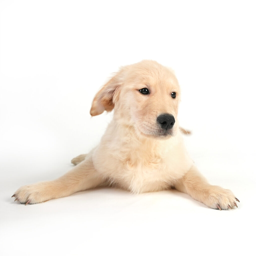 Meet the Golden Retriever in Pembroke Pines.