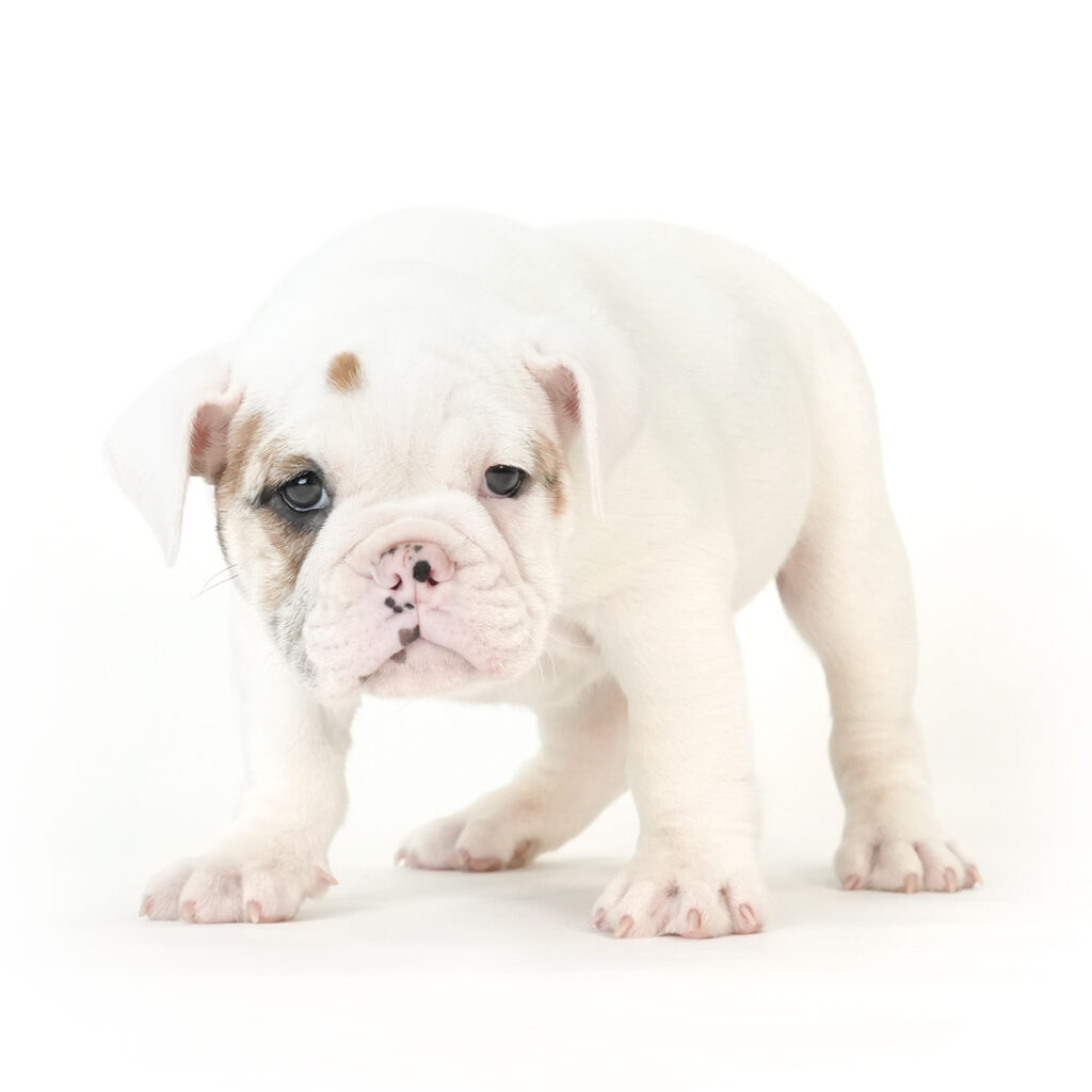 Victorian Bulldog puppy for sale