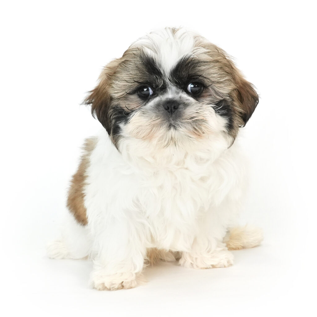 Shih Tzu puppy for sale