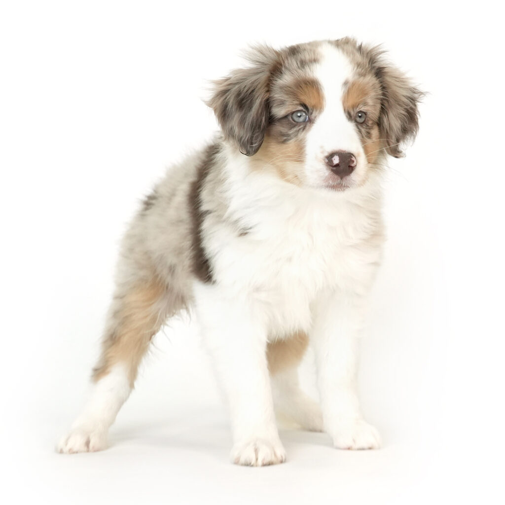 Miniature Australian Shepherd for sale