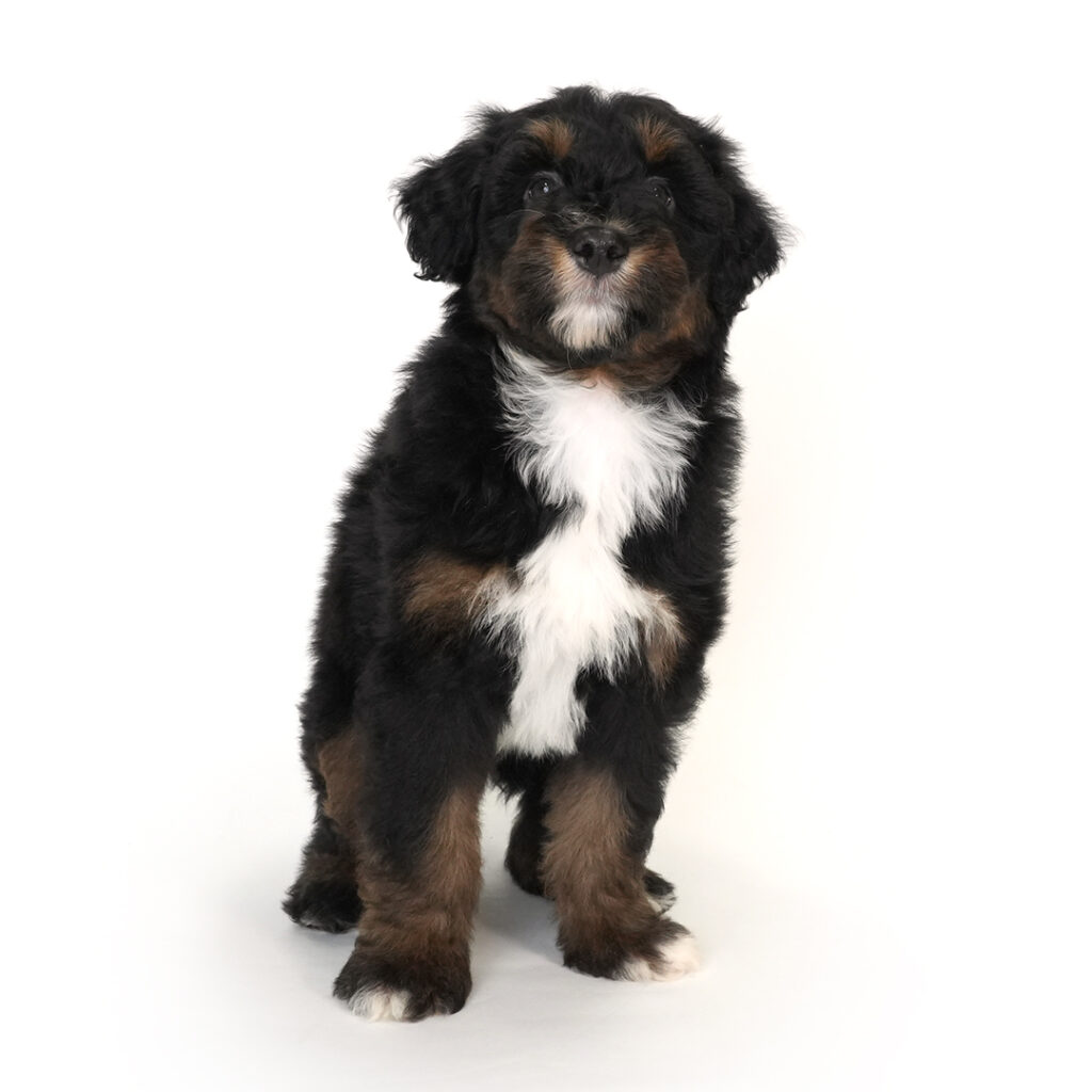 Aussiedoodle in Pembroke Pines