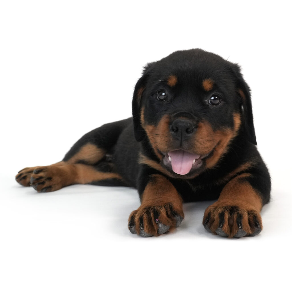 Rottweiler in Pembroke Pines