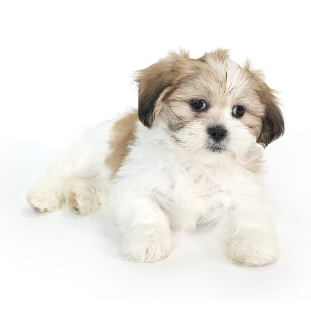 Lhasa Apso puppy for sale