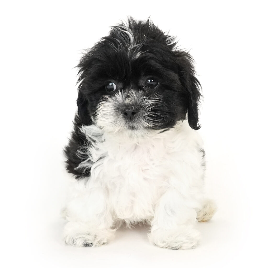 Shih-Poo puppy for sale