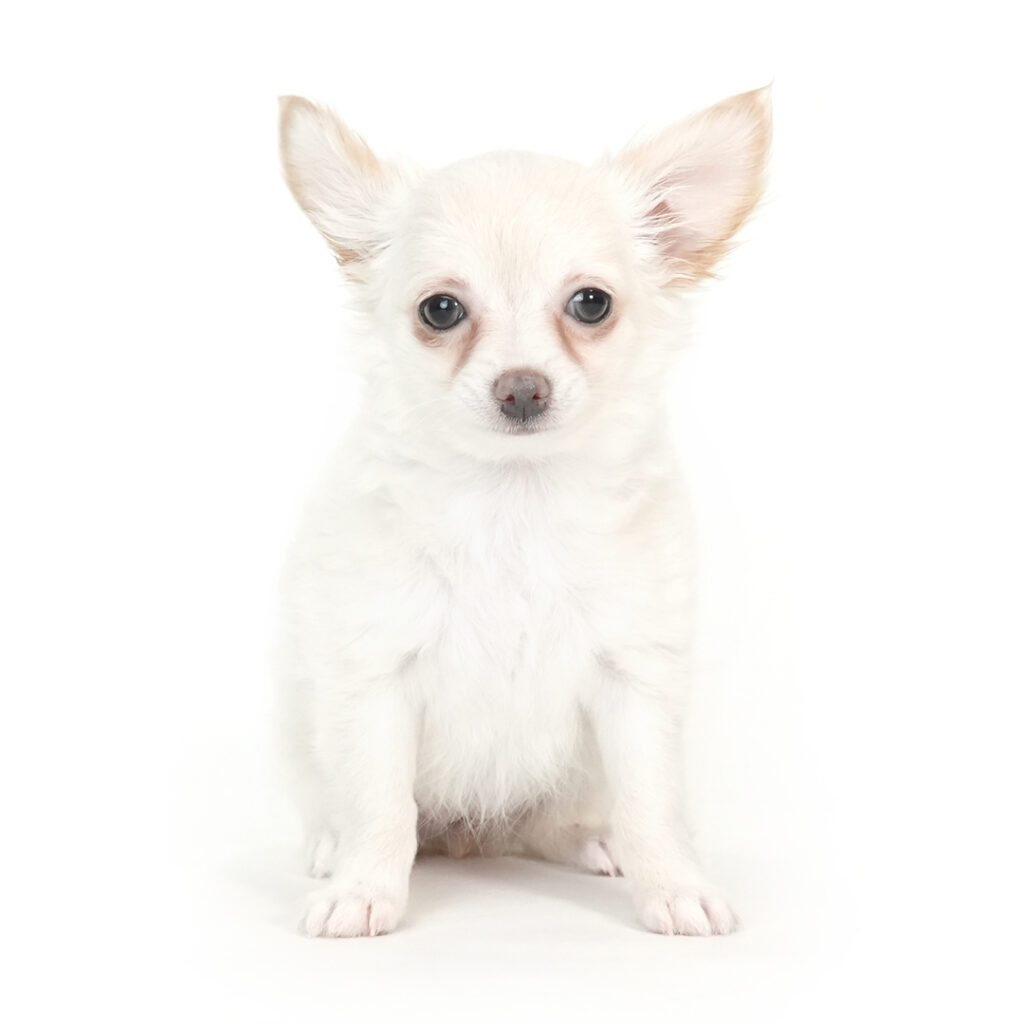 Chihuahua puppy for sale