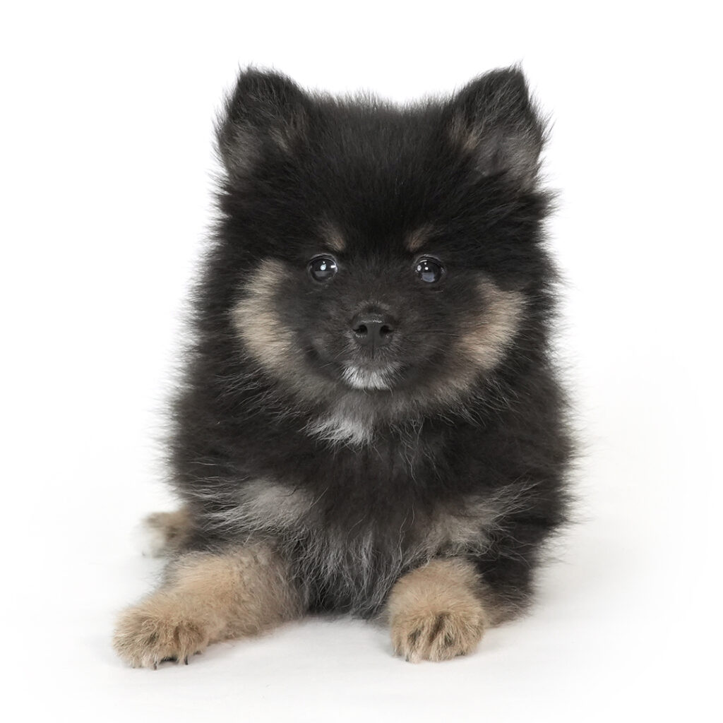 Pomsky puppy for sale