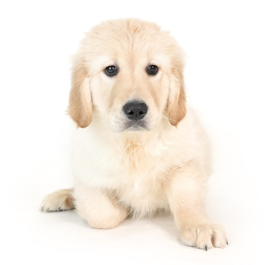Golden Retriever in Pembroke Pines