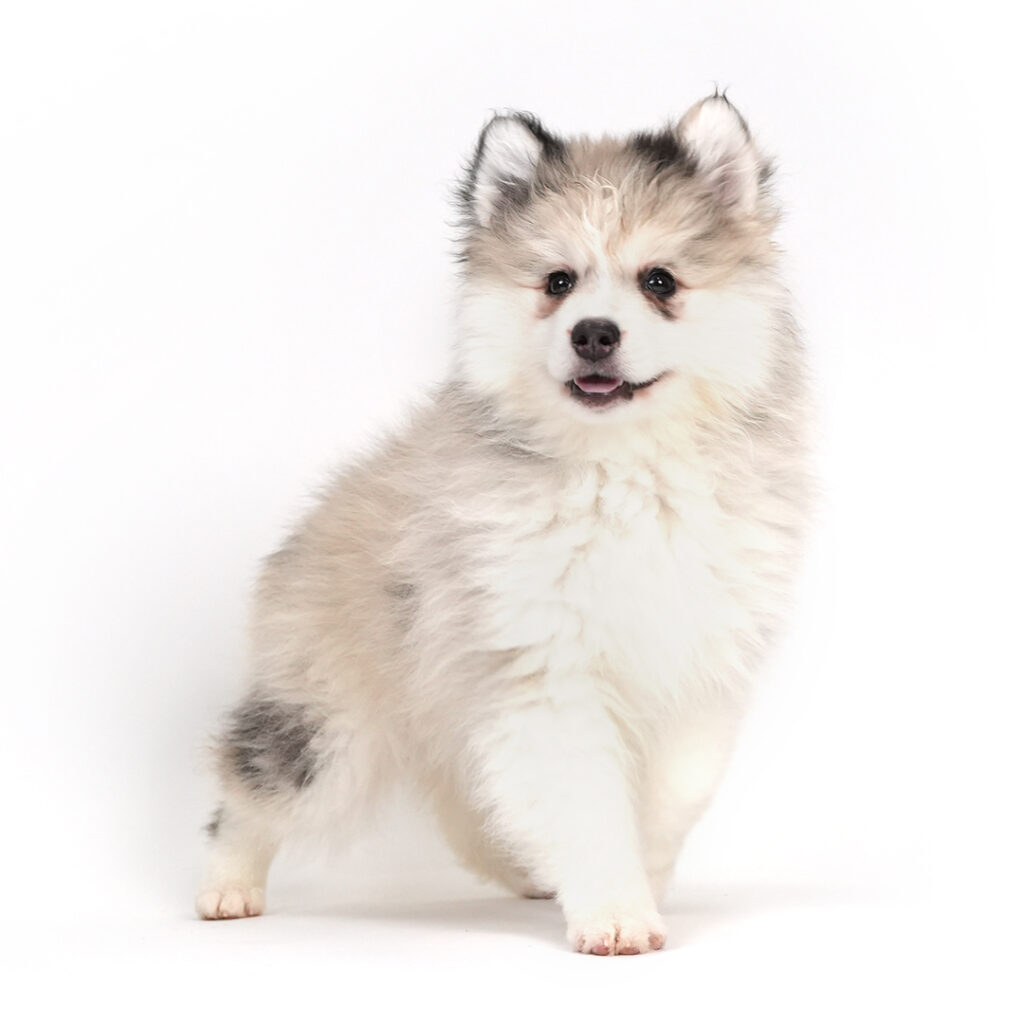 Pomsky puppy for sale