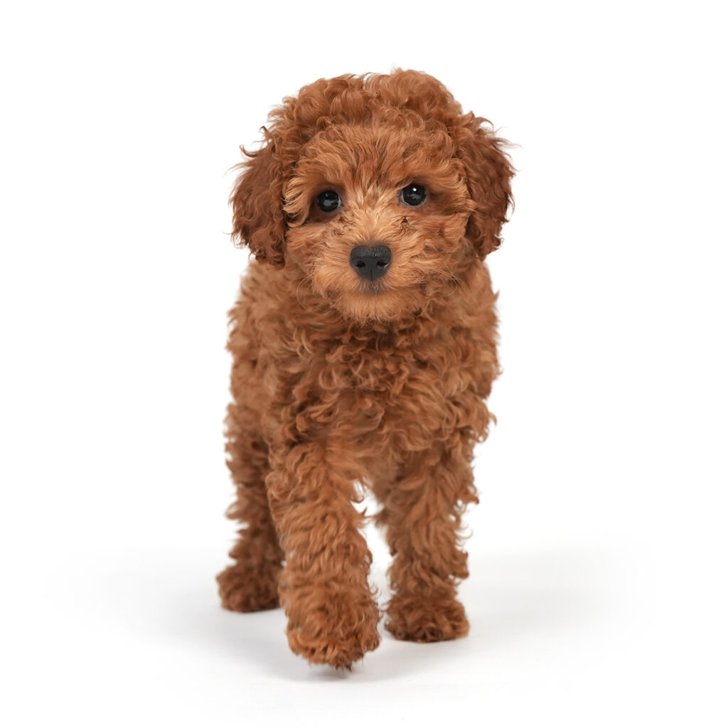 Poodle in Pembroke Pines