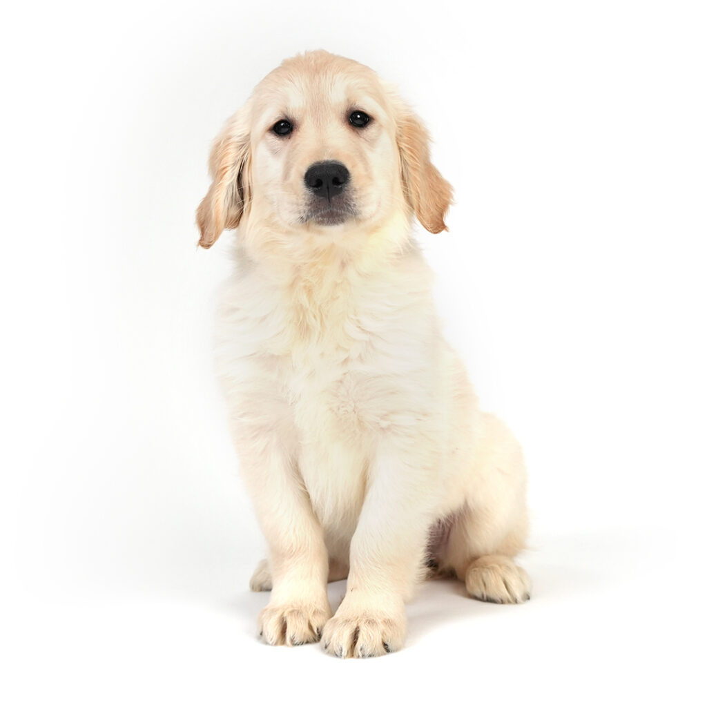 Golden Retriever in Pembroke Pines
